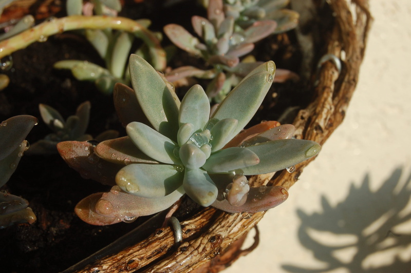 outdoors, close-up, succulent plant, sunlight, leaf, high angle view, green color, growth, dew, day, selective focus, rain, plant part, potted plant, drops plant fat
