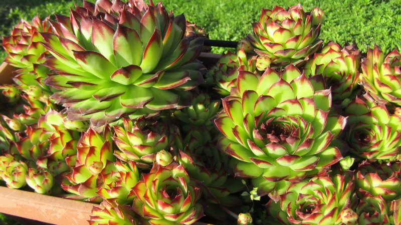 no people, crassulacea, garden, growth, day, succulent, plant, cactus, green color, wellbeing, food and drink, fat plants, flower head, succulent plant