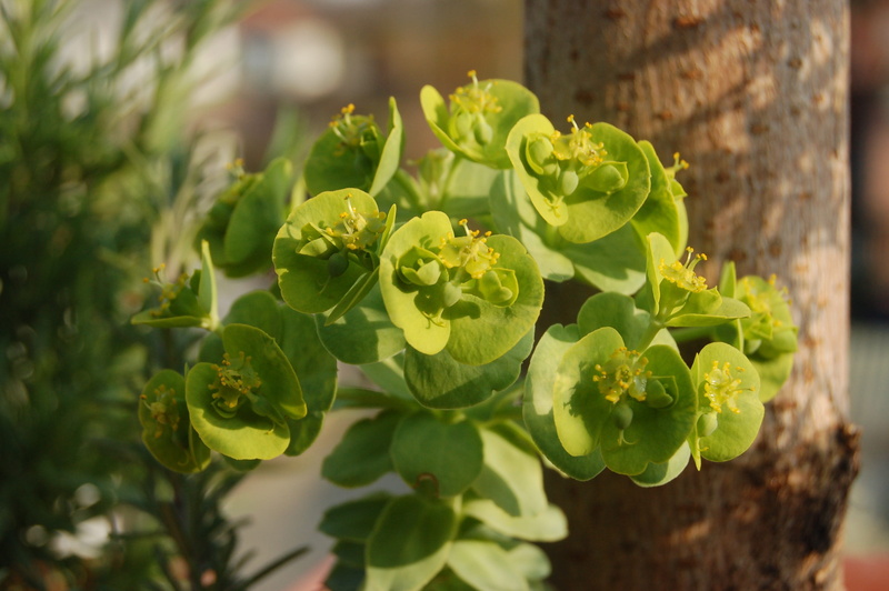 succulent plant, fat plants, flowering plant, focus on foreground, no people, selective focus, flower, leaf, 2K, green color, food and drink, plant, freshness