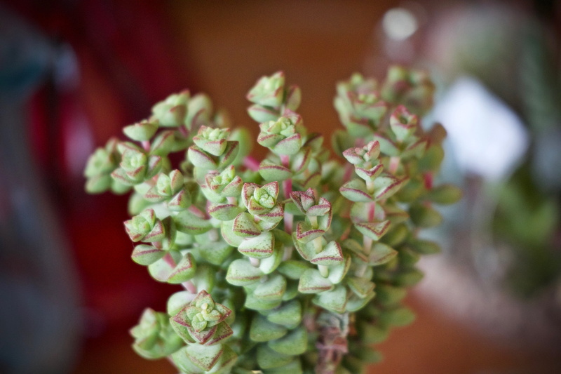 green, prickly, bunch of flowers, flower, wellbeing, flowering plant, thorns, plant part, healthy eating, thorny, cactus, freshness, vegetable, selective focus