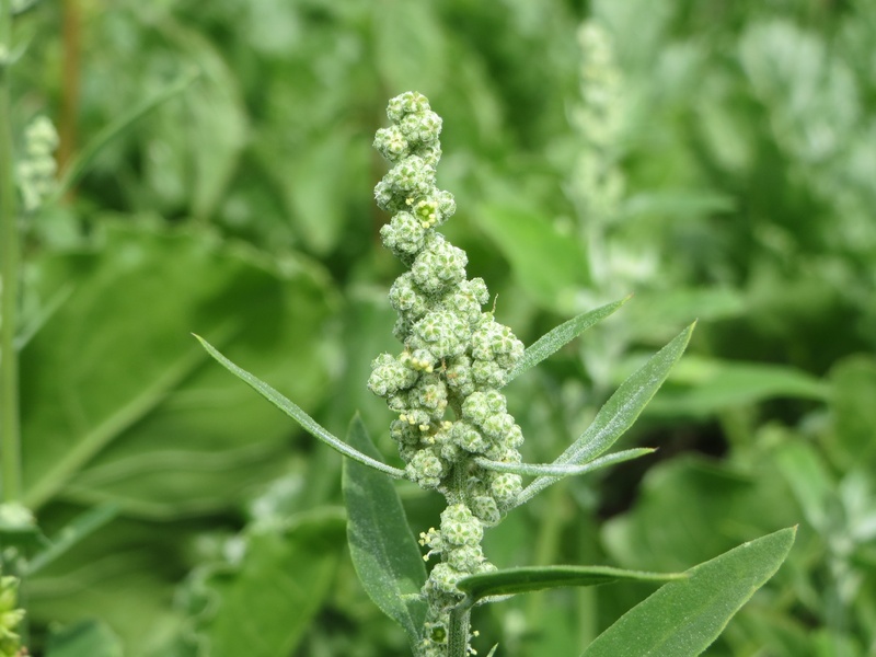 growth, wildflower, nature, selective focus, 2K, goosefoot, vulnerability, melde, freshness, fragility, inflorescence, close-up, no people, lambs quarters