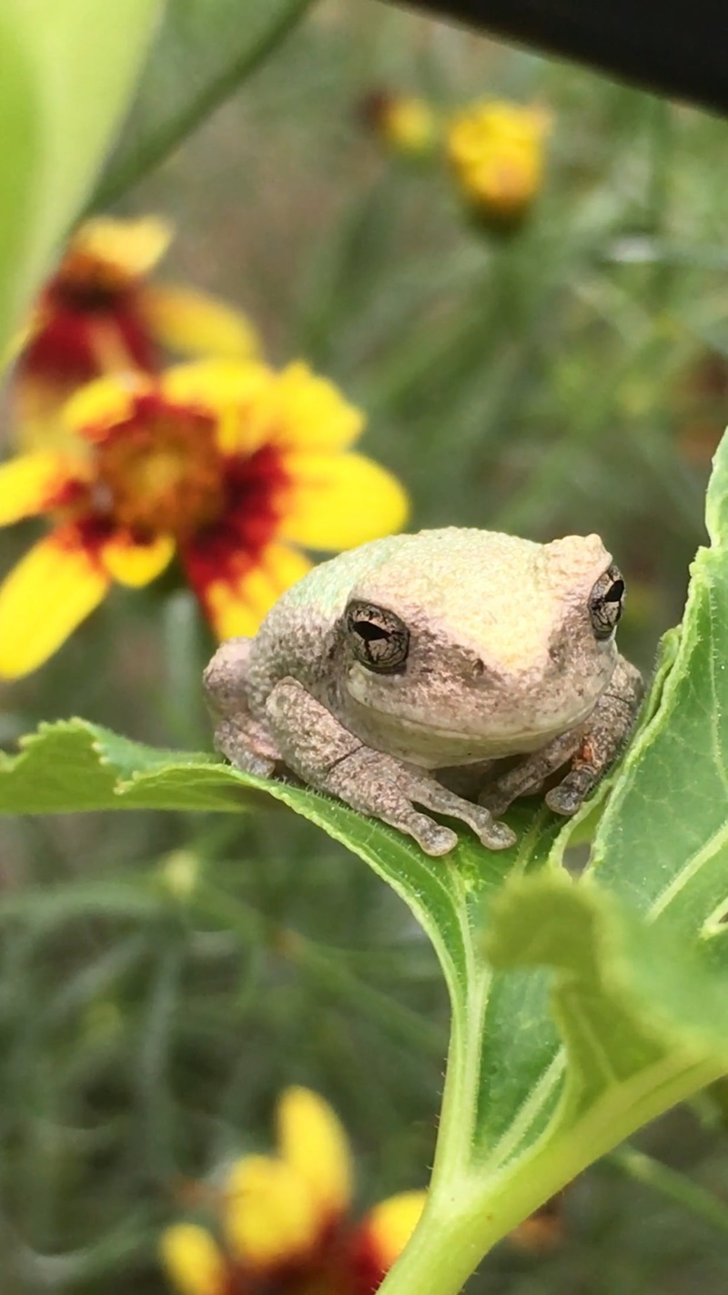 green, frog, green color, vertebrate, animal themes, plant part, reptile, flowering plant, sitting, toad, yellow, color, focus on foreground, sweet, animals in the wild