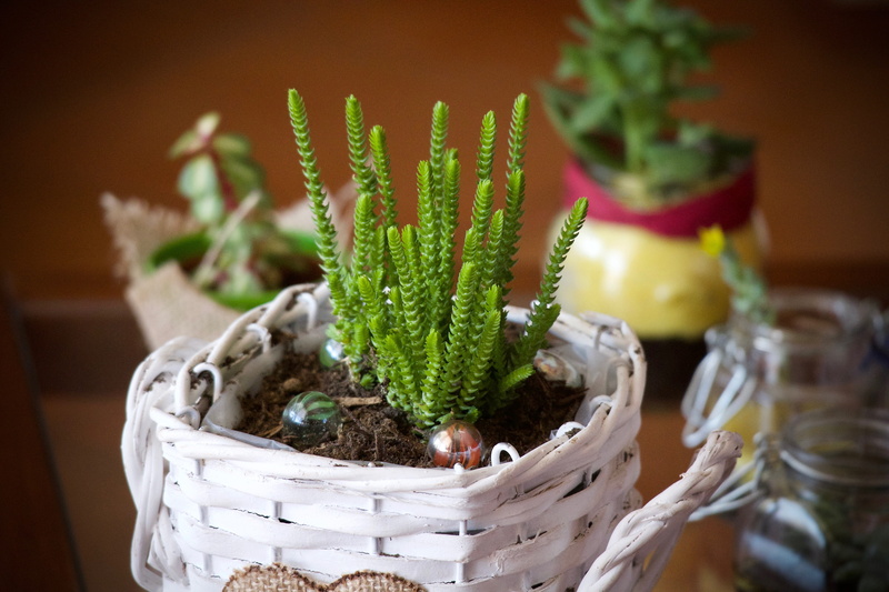 container, furniture, decoration, food and drink, leaf, growth, freshness, herb, 5K, plants, evergreen, wellbeing, selective focus, wicker basket, green color