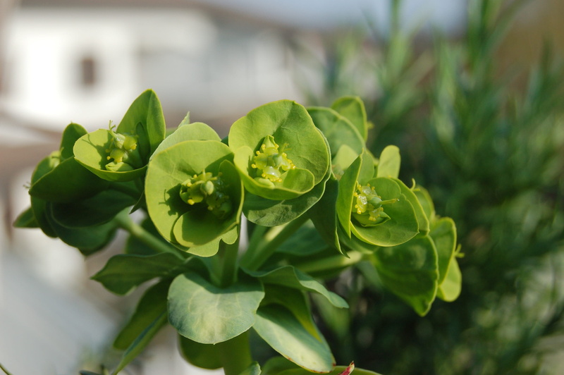 plant part, flower, growth, close-up, healthy eating, leaf, succulent plant, crassulacea, flower head, 2K, freshness, beauty in nature, no people, vegetable