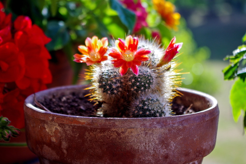no people, crassulacea, flower head, flower pot, fat plants, flower, succulent plant, plant, thorns, focus on foreground, red, mammellaria, outdoors, succulentes