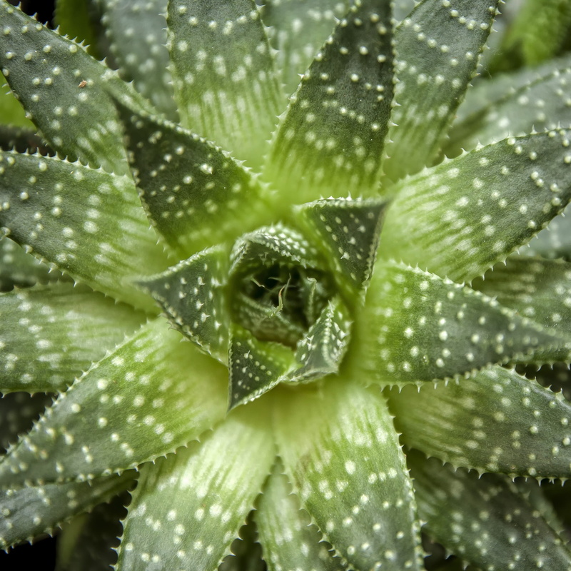 plant part, thorn, backgrounds, 2K, beautiful, photo, purity, freshness, leaf, cactus, green color, agave, green leaf, green, succulente, plant, drop