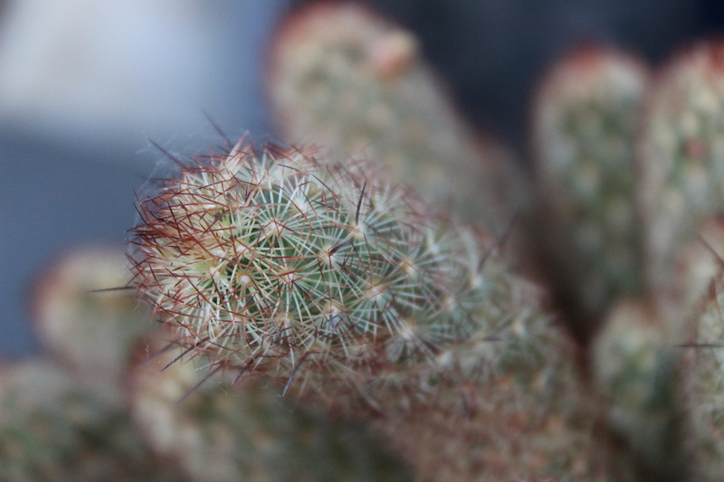 coniferous tree, flowering plant, cactus, summer, mini cactus, succulent plants, nature, no people, fat plants, flora, succulent plant, growth, succulentes