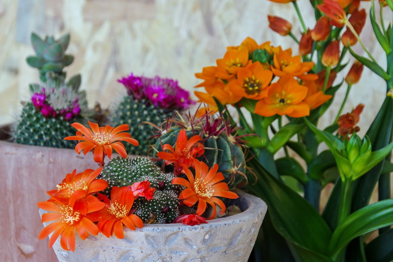 close-up, mammellaria, fat plants, beauty in nature, flower, gazania, orange color, day, freshness, flower pot, pollen, flower head, 2K, petal, growth