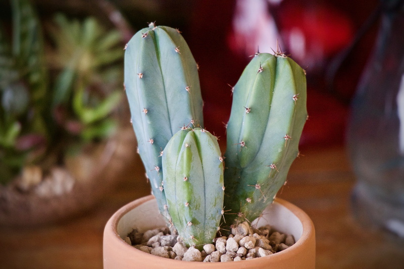 outdoors, food and drink, beauty in nature, thorny, terrace, growth, plant, potted plant, gardening, fat plants, nature, green color, prickly, vegetable