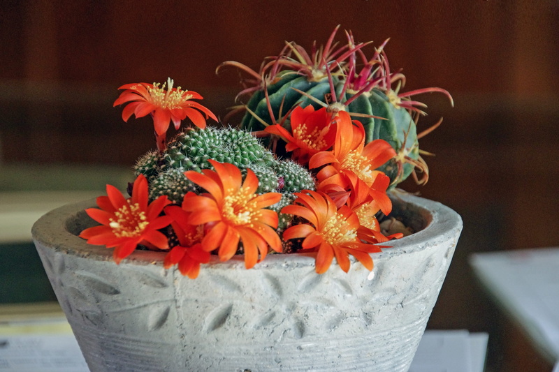 indoors, celebration, thorns, flowering plant, craft, decoration, flowers, crassulacea, fat plants, container, inflorescence, orange color, mammellaria