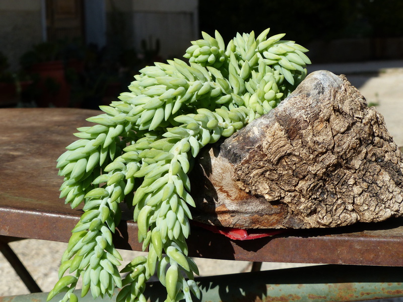 fat plants, potted plant, outdoors, no people, fat, 4K, sunlight, close-up, growth, green color, day, healthy eating, leaf, plant part, plant, succulent plant