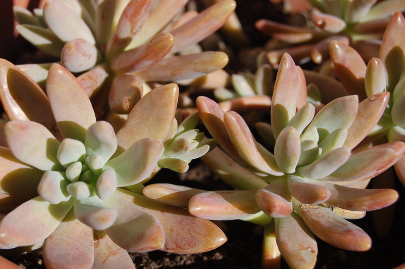 succulentes, succulent plants, nature, fat plants, succulent plant, plant, pollen, backgrounds, close-up, petal, flower, bunch of flowers, succulent, inflorescence