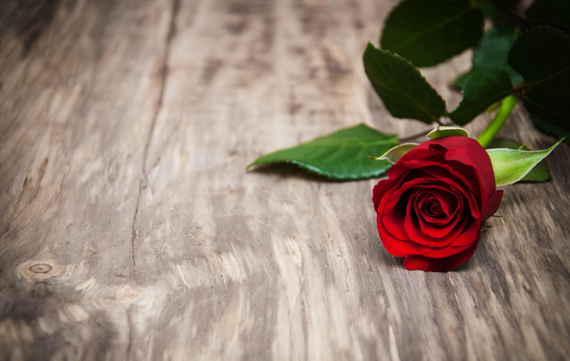 romantic, wood, red, 4K, flowers, valentine`s day, rose, buds, red roses