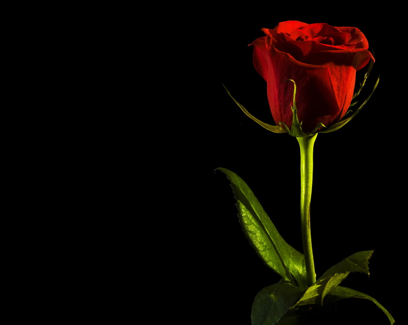 close-up, love, flower head, freshness, red, vulnerability, beauty, leaf, sepal, no people, rose, fragility, copy space, rose - flower, flowering plant