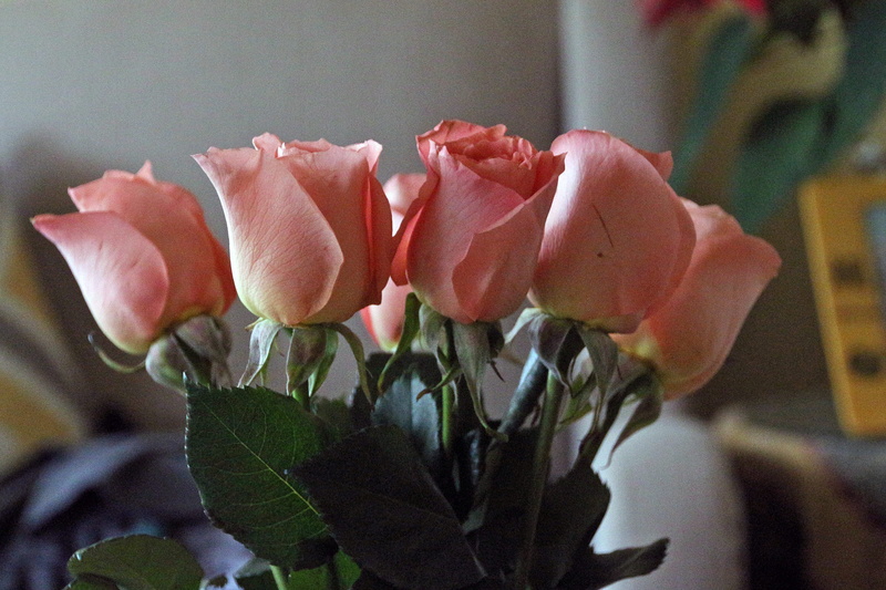 beauty in nature, inflorescence, pictures of roses, images of roses, nature, vulnerability, rose photos, close-up, plant, pink roses, rose, plant part
