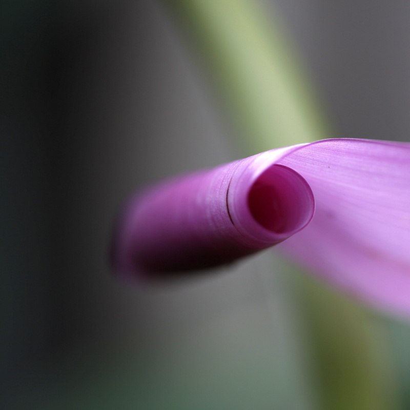 flower  petals, delicate, flower, curves, macro, photography, banana flower, closeup, dozen, bokeh, parchment, roll, abstract, close-up, 2K, curl, pink