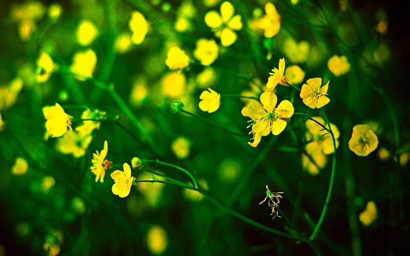 1080P, Green, Flowers, Little, Yellow, Background