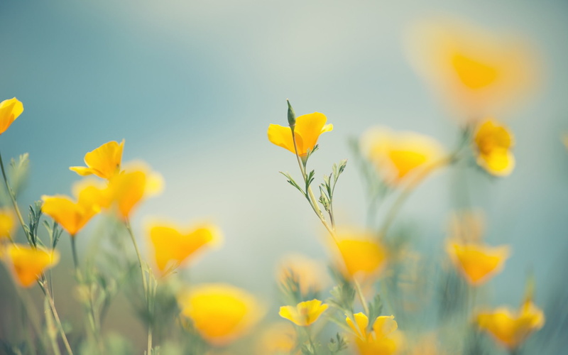 little, 1080P, flowers, yellow