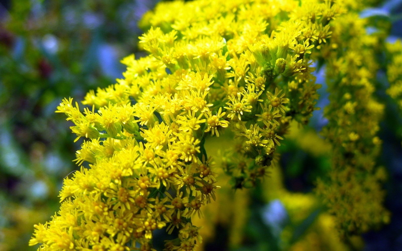 1080P, Flowers, Little, petaled, Yellow, flower, Spring, cluster, multi