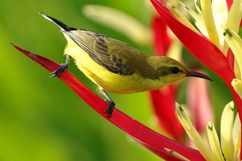 bird, colourful, avian, tropical, animal, hummingbird, small, macro, animal themes, perched, yellow, close up, day, red, green color, close-up, animal wildlife