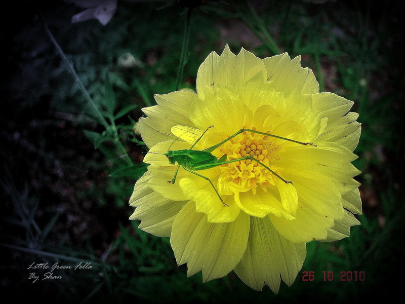 yellow, flower, green, nature and landscapes, little, yellow flower, nature, 1080P, fella