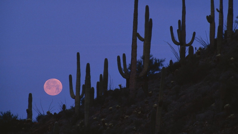moon, hd, architecture, national, cactus, full, art, monument, monuments, world, 1080P, x, Arizona