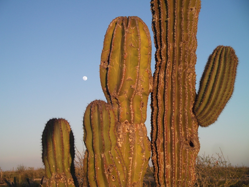 scenics - nature, day, semi-arid, 4K, saguaro, beauty in nature, outdoors, desert, tranquility, succulent plant, saguaro Cactus, land, clear sky, cactus
