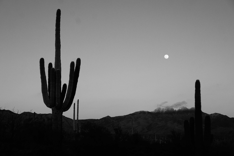 landscape, silhouette, nature, desert, tranquil scene, scenics - nature, non-urban scene, arid climate, saguaro cactus, cactus, mountain, backlit, land
