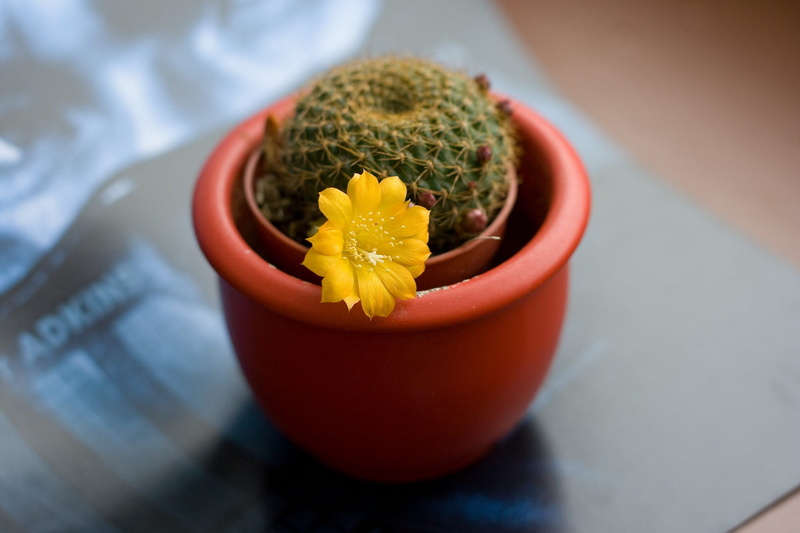 beauty in nature, table, food, healthy eating, flowering plant, no people, blossom, bowl, cactus, wellbeing, decoration, Flower, freshness, succulent plant