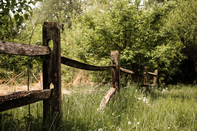 field, wooden post, green, indianapolis, jungle, trees, woodland, 4K, land, ivy, stamm park, united states, beauty in nature, wooden, boundary, fence