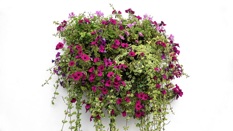 decoration, botany, nature, leaf, no people, plant, purple, red, petal, decorative, pink color, stem, basket, growing, Basket, gardening, potted, studio shot