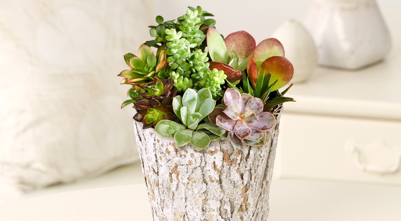 glass - material, Present, Aero, food and drink, Beautiful, proplants, wellbeing, White, flower, potted, Succulent, Wood, no people, pitcher - jug, freshness