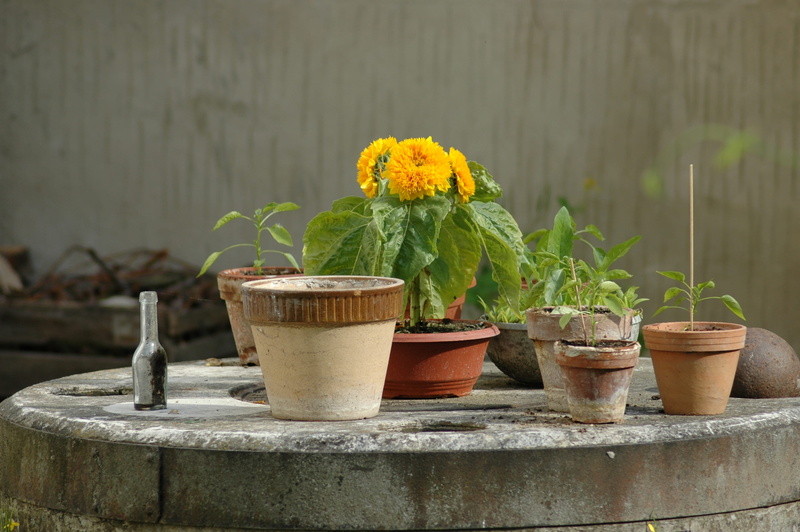 close-up, blossom, flower pot, concrete, yellow, no people, jar, pot, handrail, vulnerability, day, planter, wood - material, fragility, freshness, beauty in nature