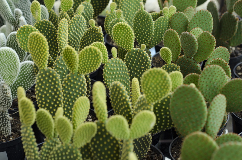 nature, backgrounds, thorn, tin, no people, tray, rope bridge, milk can, abundance, cactus, growth, cowboy hat, labyrinth, buckle, plant, green color, outdoors