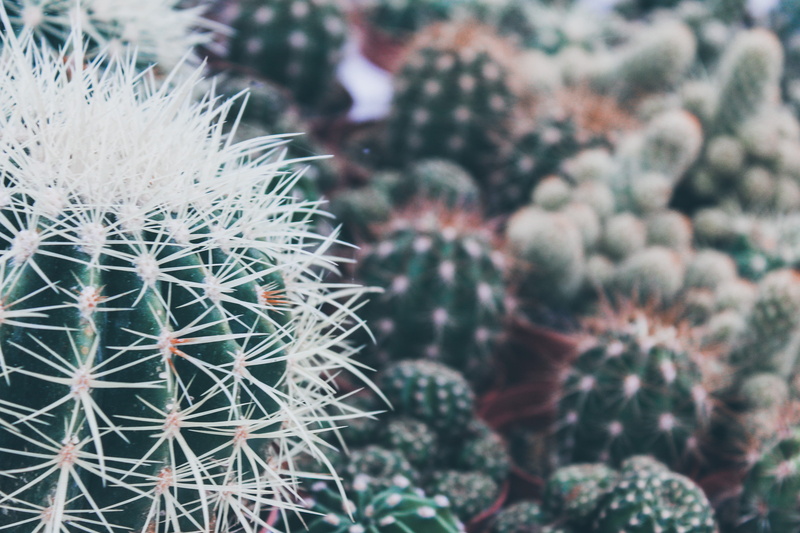 day, succulent plant, spiky, muffin, fruit, cream, potted plant, needle - plant part, focus on foreground, outdoors, full frame, hat, tin, cupcake, greenhouse