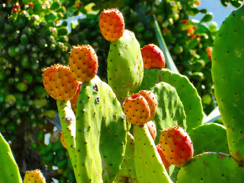 cowboy hat, close-up, nature, growth, healthy eating, inflatable, dessert, no people, cream, thorn, prickly pear cactus, suspension bridge, sunlight, outdoors