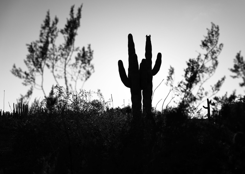 beauty in nature, human hand, leisure activity, growth, human arm, arms raised, outdoors, hand, lifestyles, land, sunset, 5K, succulent plant, silhouette