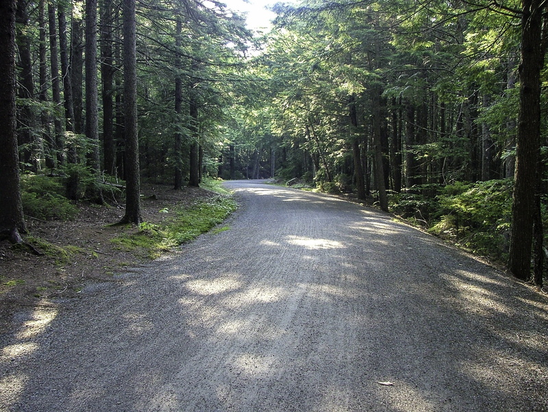 beauty in nature, Road, tree, United States, bamboo - plant, public domain, photos, outdoors, maine, sunlight, 2K, landscape, Carriage, the way forward