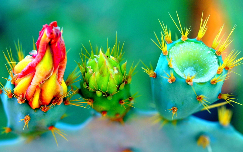  healthy eating, food, food and drink, outdoors, plant, growth, flower, 2K, no people, nature, close-up, flowers, succulent plant, day, fruit