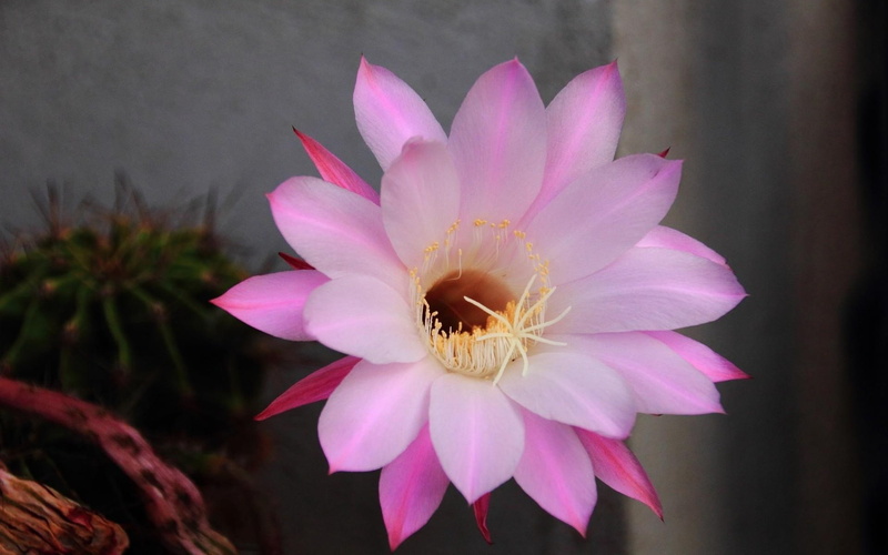 wallpap, vulnerability, 1080P, focus on foreground, growth, freshness, petal, flower head, hd, close-up, pink, nature, photo, outdoors, petals, flowers