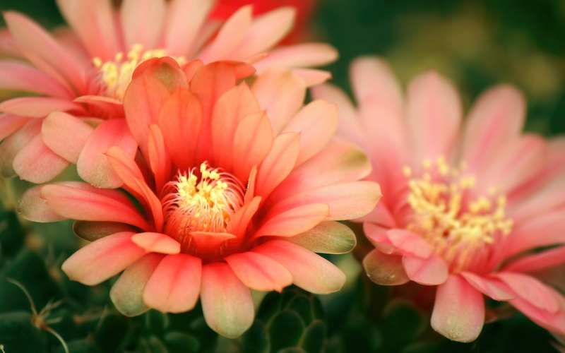 flowering plant, freshness, petal, flower, pollen, pink color, pink, beauty in nature, close-up, flower head, gazania, blossom, day, petaled, photo