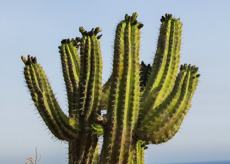 sky, nature, tree, succulent plant, spiked, green color, climate, photo, day, plant, tranquility, beauty in nature, thorns, growth, no people, 2K, outdoors