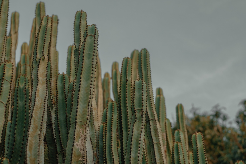 cactus plant, spines, focus, selective, plant, plants, green color, tranquility, focus on foreground, no people, nature, spikes, spiked, sky, succulent plants