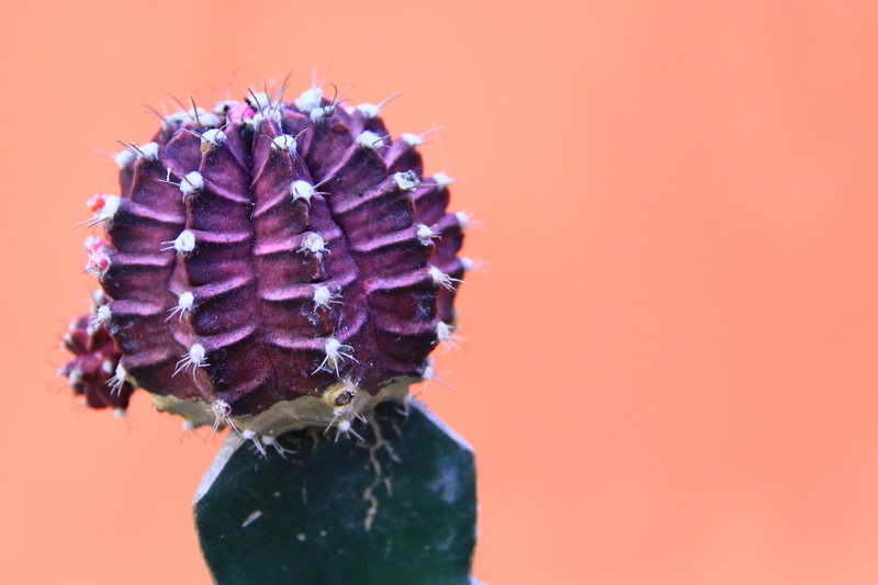 freshness, studio shot, plant, single object, close-up, flower, flowering plant, copy space, indoors, growth, royalty  images, prickly, beauty in nature