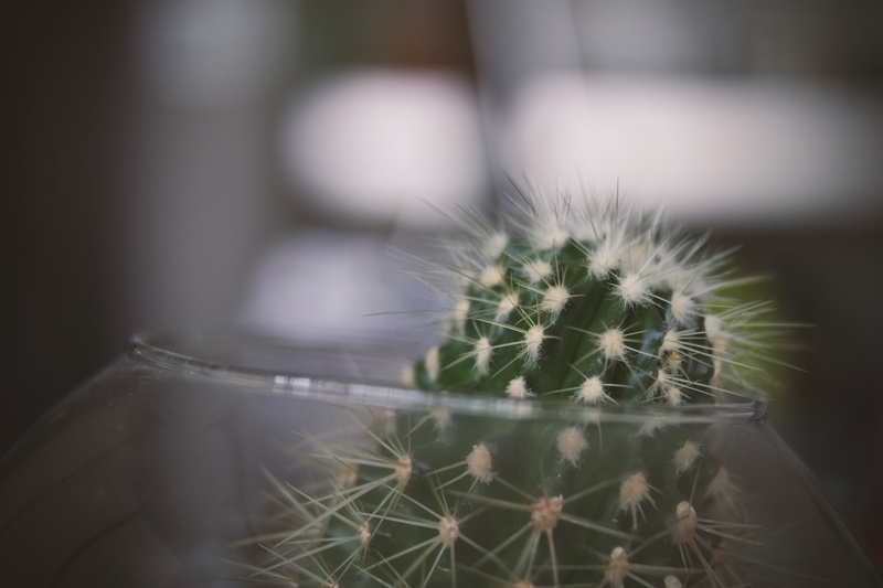 growth, no people, cactus, selective focus, plant, potted plant, jar, succulent plant, selective, flower, bowl, freshness, softness, glass, flowering plant