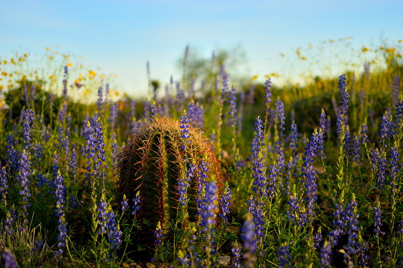blooming, purple, plant, grass, plantation, no people, flowers, bed, selective, cactus, blossom, beauty in nature, environment, season, flowering plant