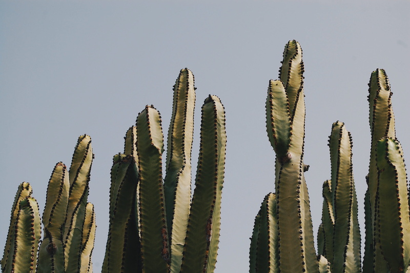land, outdoors, sky, photo, arid climate, sharp, cactus, green color, clear sky, spiked, saguaro cactus, 2K, close, plant, daytime, beauty in nature, low angle view