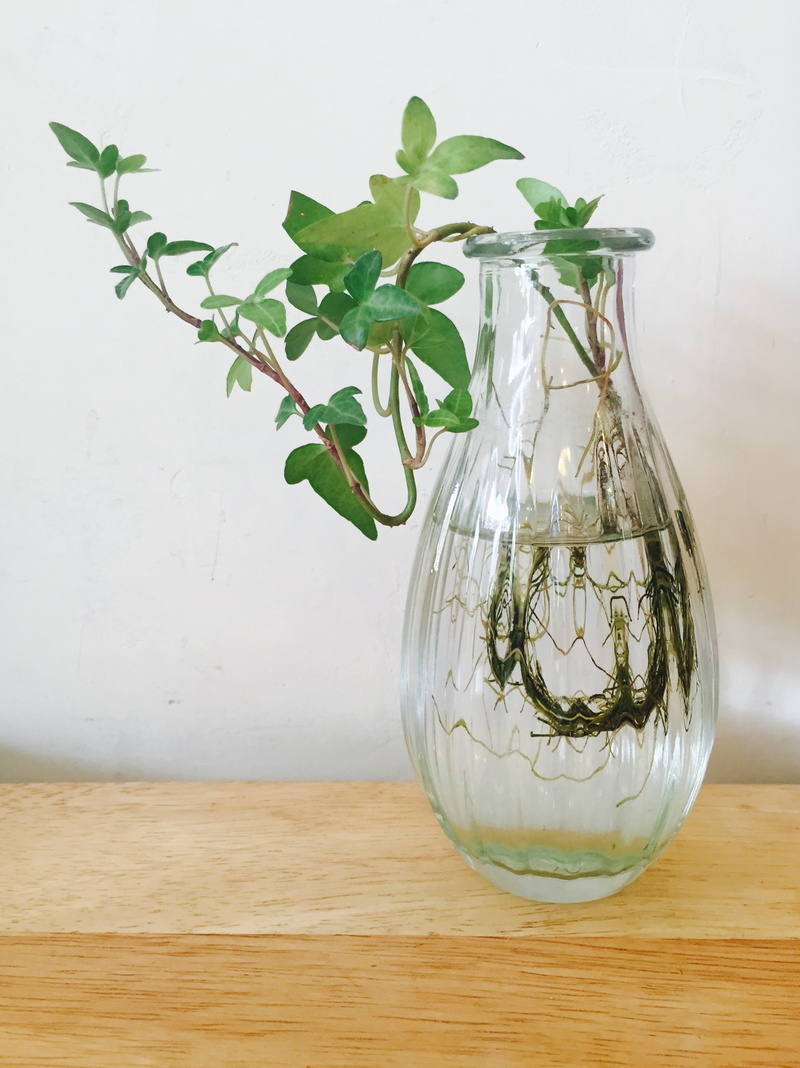 green, 2K, wall - building feature, wipes, transparent, wood - Material, nature, vase, plant part, growth, still life, lush, close-up, leafed, no people