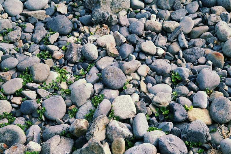 circle, flowers, lush, beach, stone - Object, high angle view, dandelion mr hall, floor, pebble, rock, solid, textured, small stones, glass bottles, plants