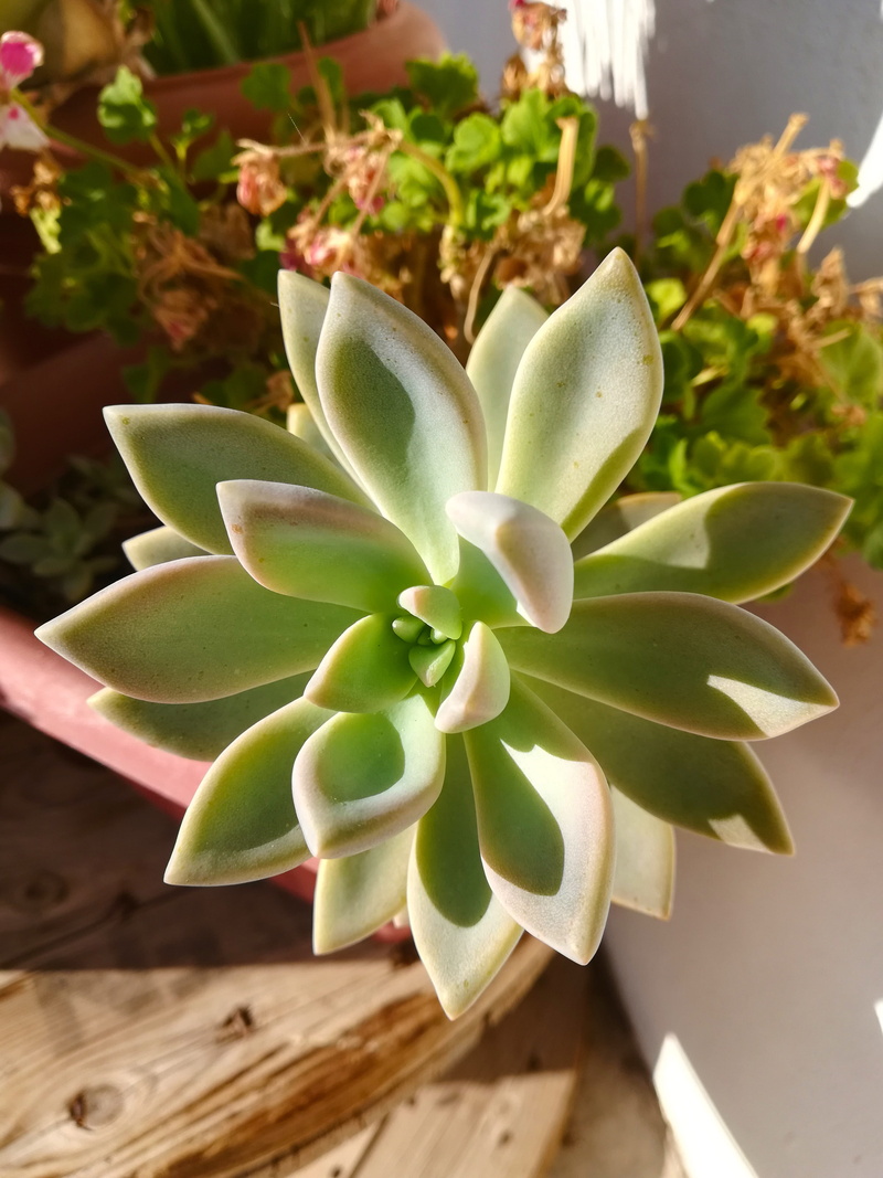 suculenta, table, wood - material, vulnerability, vegetation, plant part, no people, 4K, high angle view, beauty in nature, succulent plant, growth, flower head